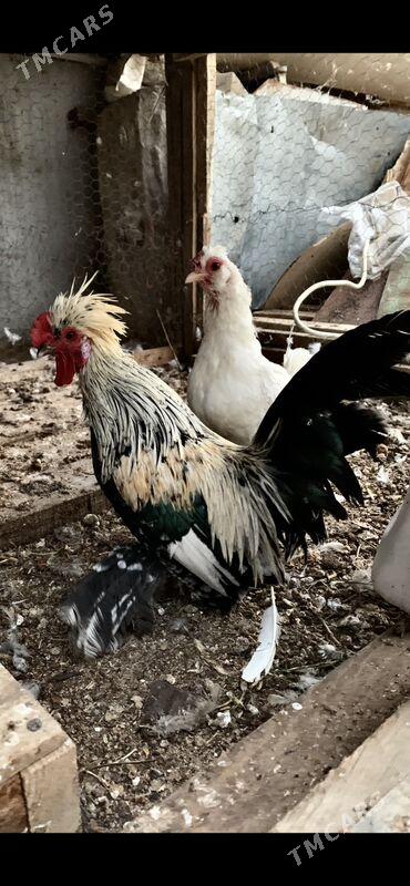 karlik - Aşgabat - img 1