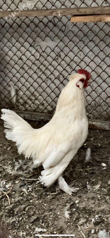 karlik - Aşgabat - img 4