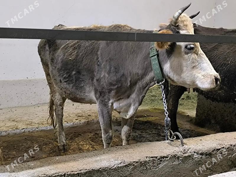 gysyr sygyr - Ak bugdaý etraby - img 1