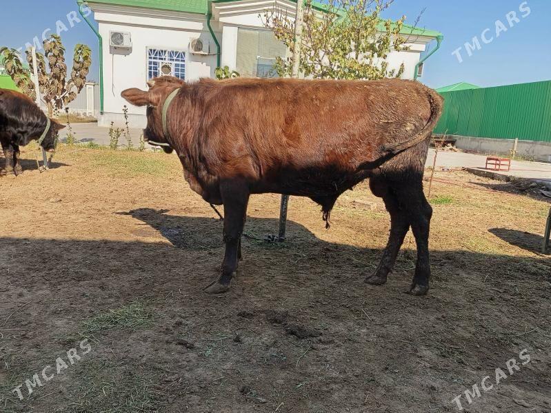 dalgyr okiz - Тязе заман - img 2