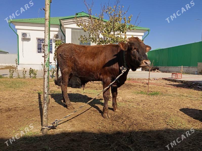 dalgyr okiz - Тязе заман - img 1