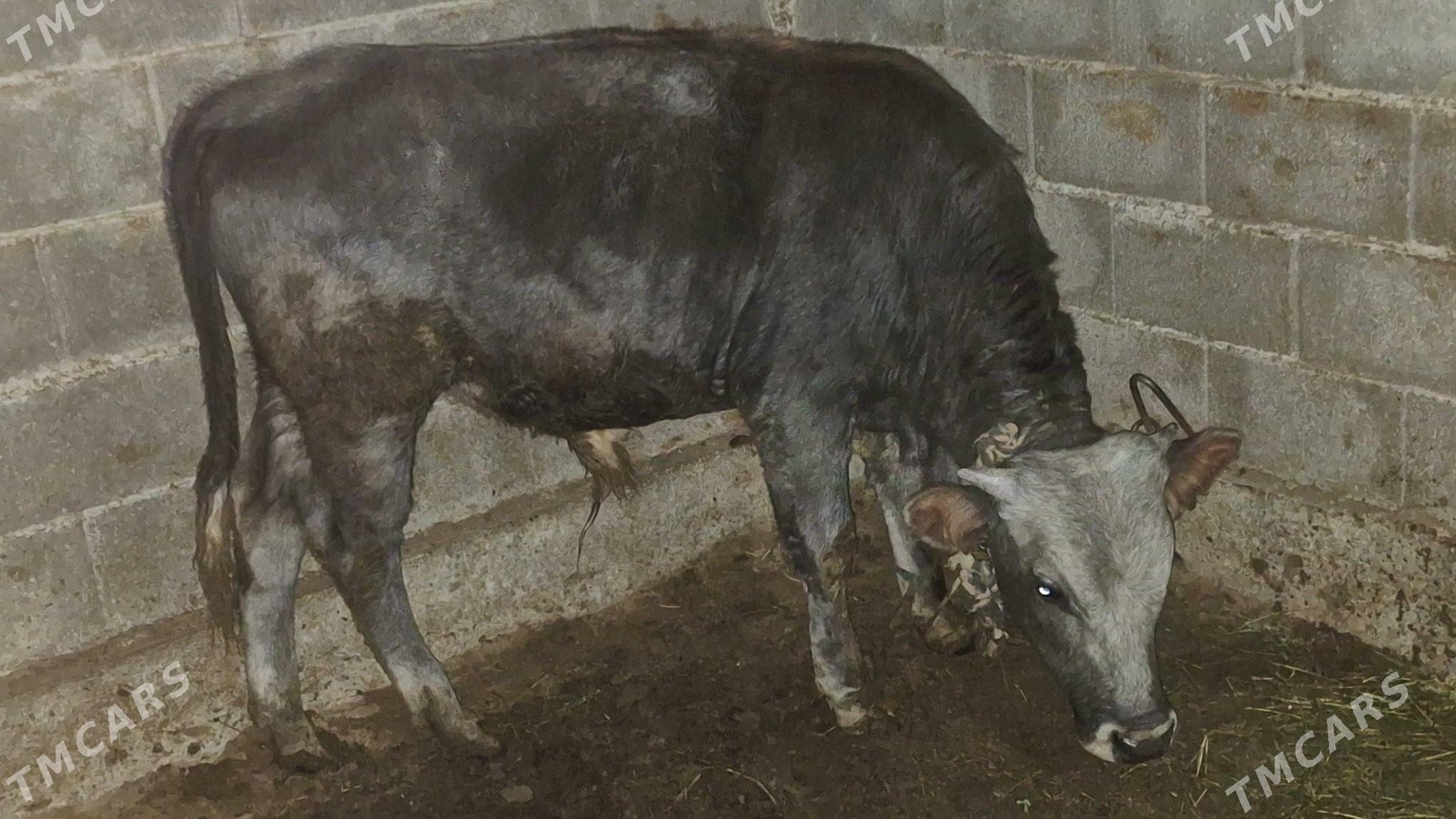 Okuz - Gökdepe - img 3