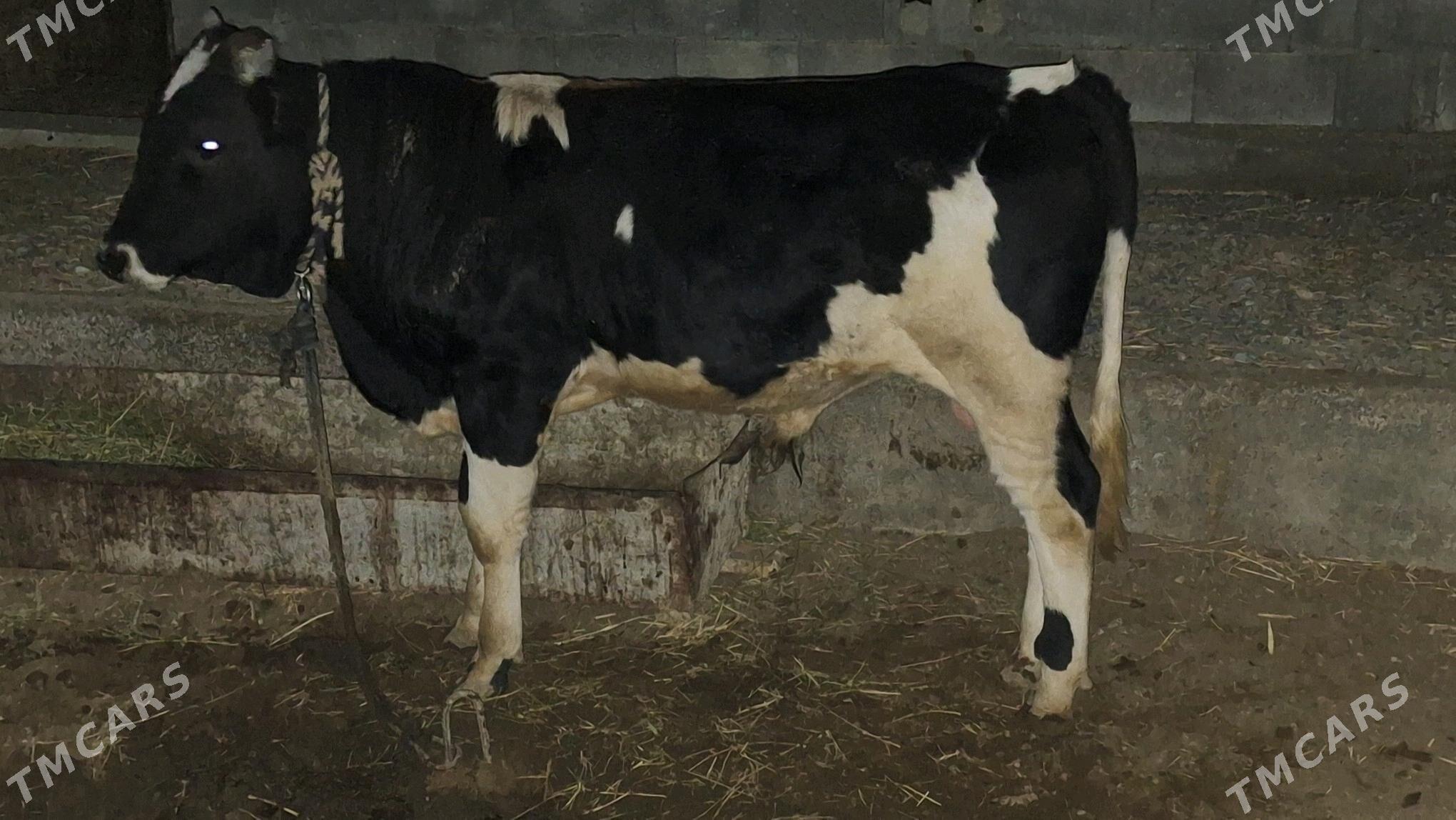 Okuz - Gökdepe - img 1