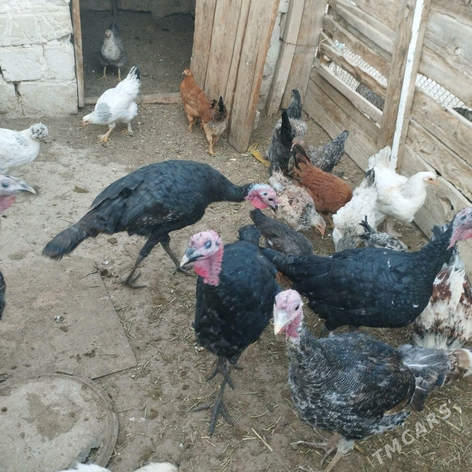 Induk - Bereket - img 1