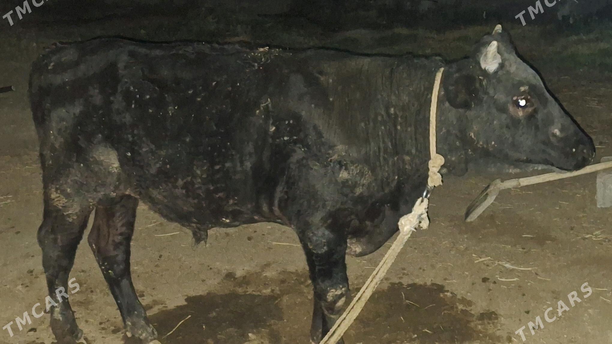 Okuz - Gökdepe - img 4