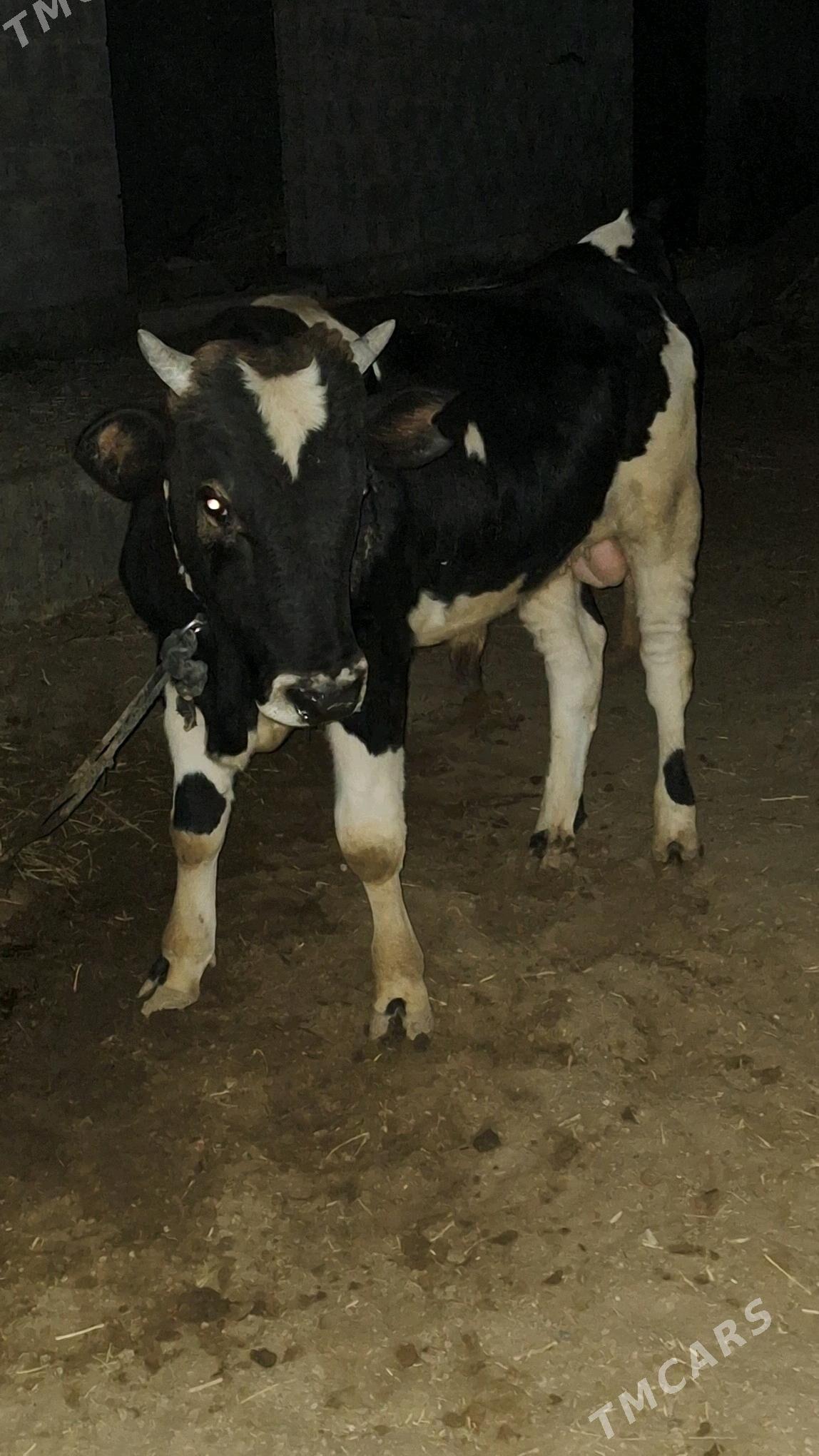 Okuz - Gökdepe - img 2