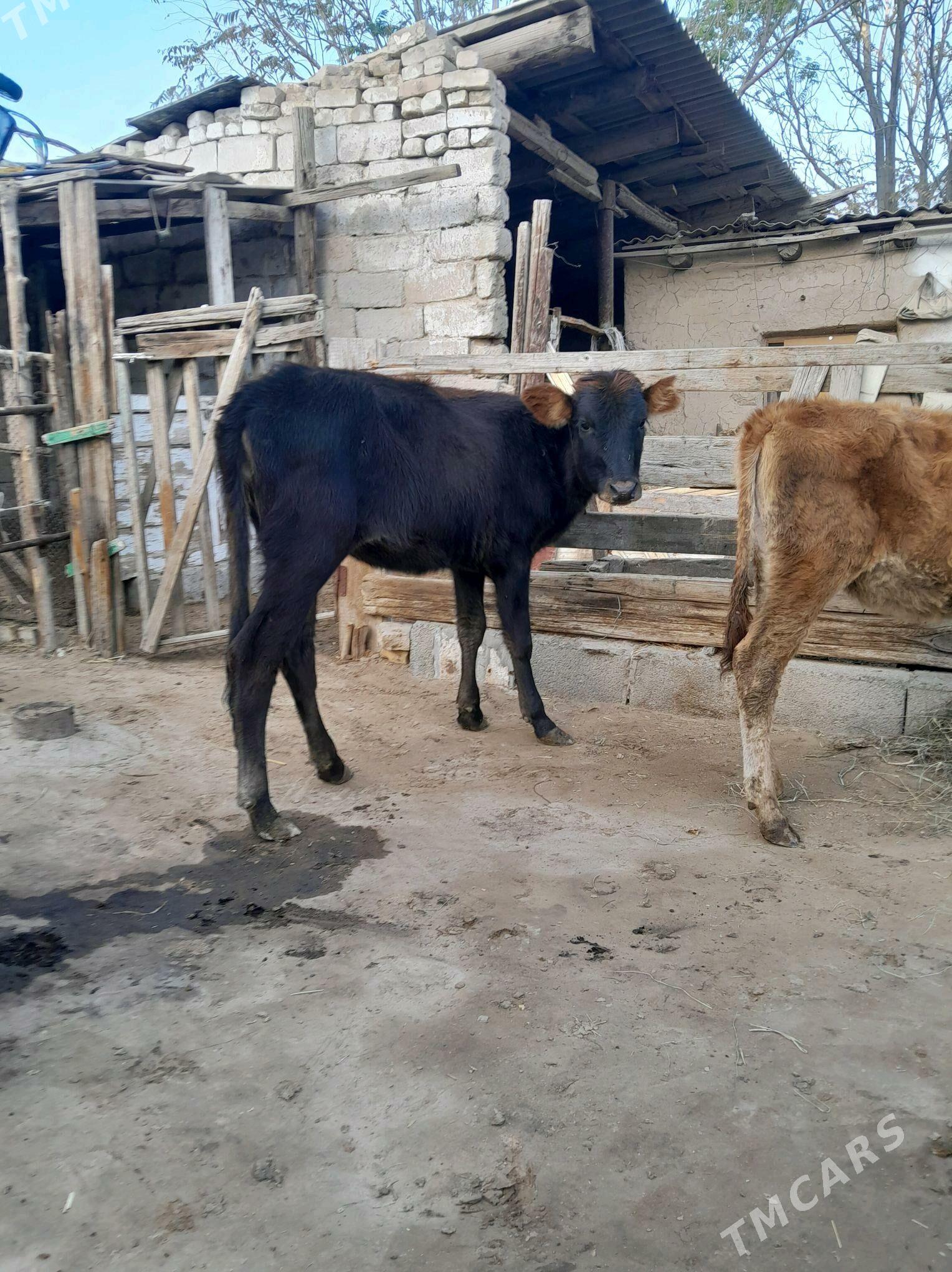 tuwe - Кëши - img 1