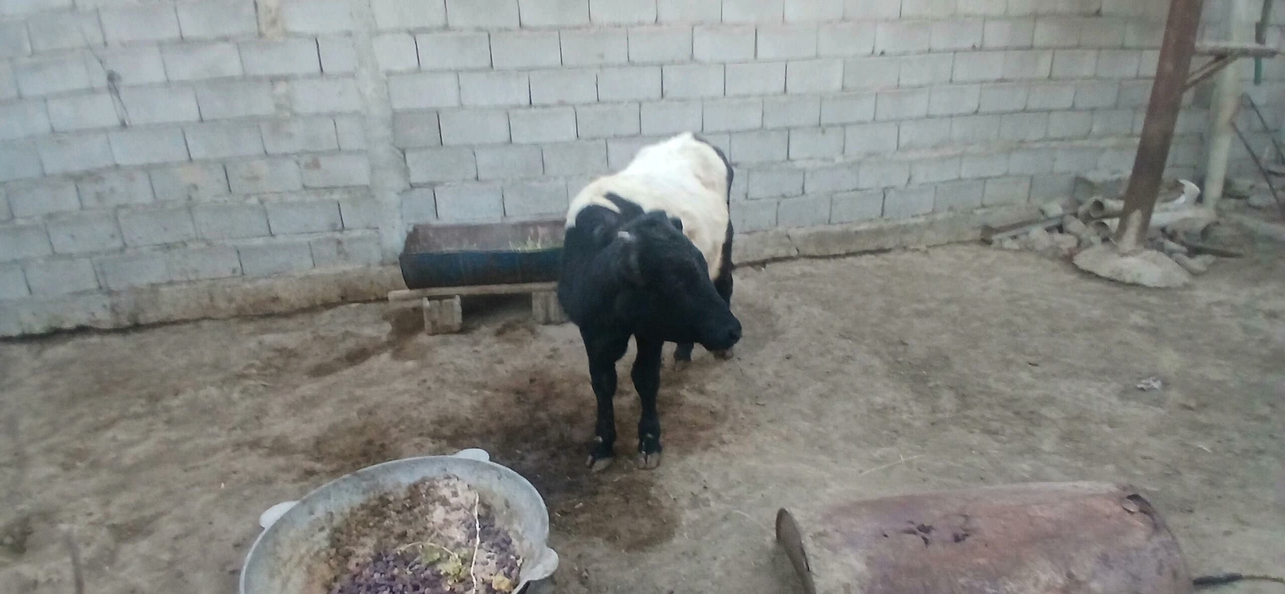 gole okuz - Büzmeýin - img 5