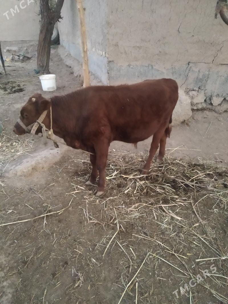 okiz - Дашогуз - img 5