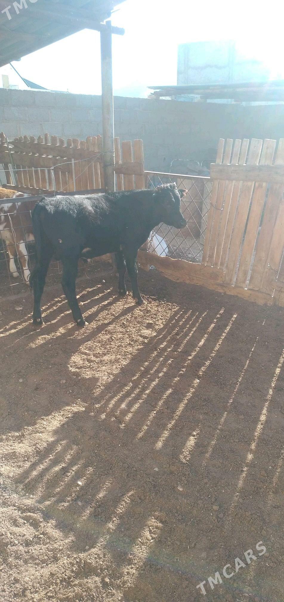 okuz - Balkanabat - img 2