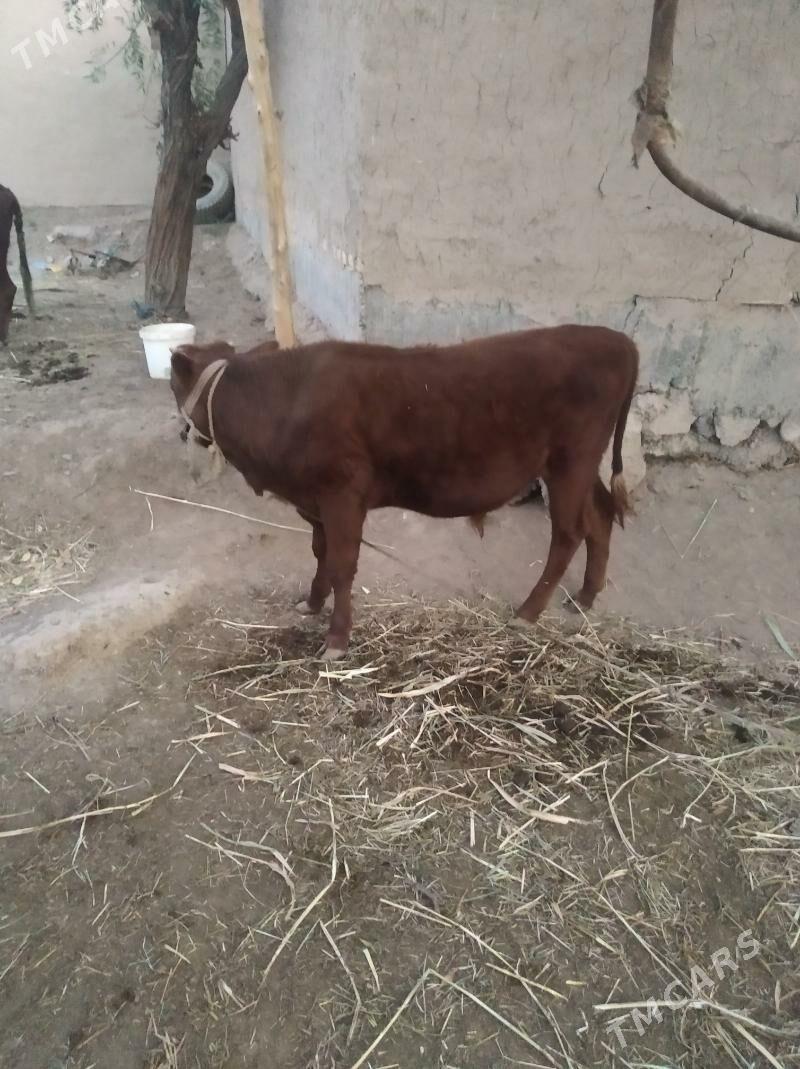 okiz - Дашогуз - img 8