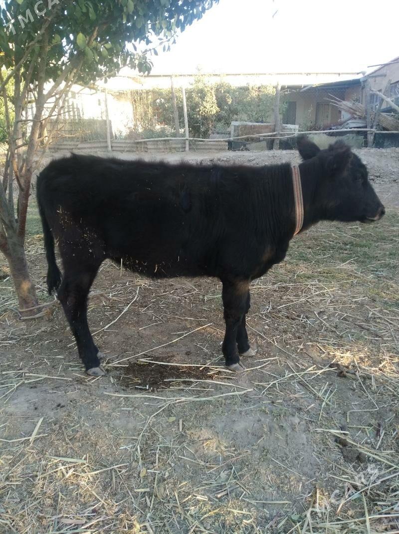 okiz - Дашогуз - img 2