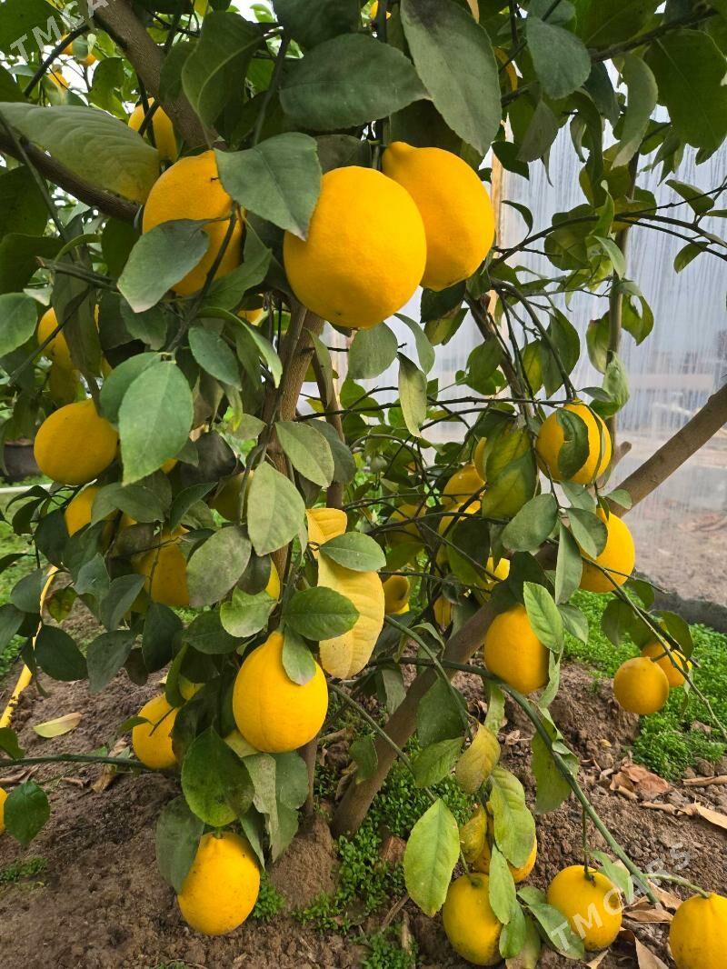 limon nahal - Mary - img 5