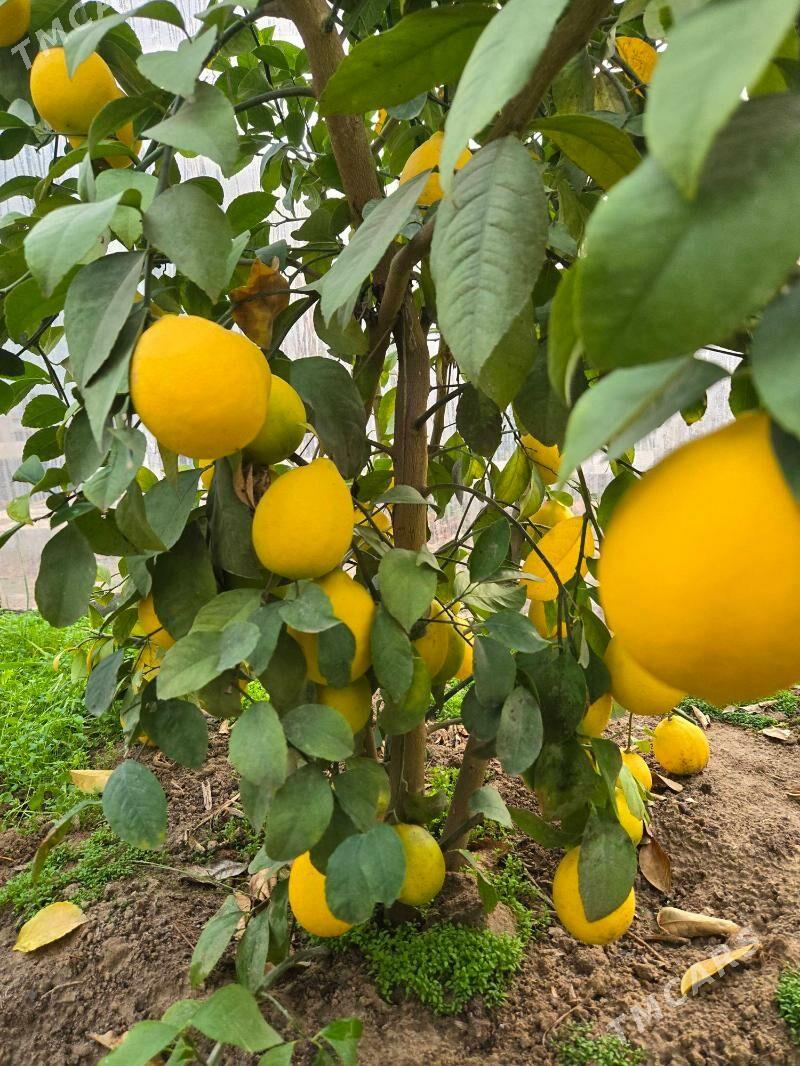 limon nahal - Mary - img 4