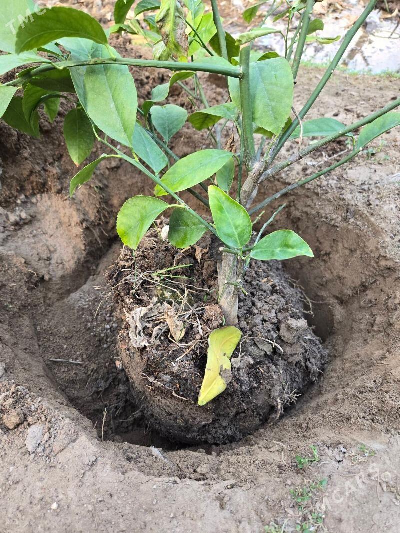 limon nahal - Mary - img 3