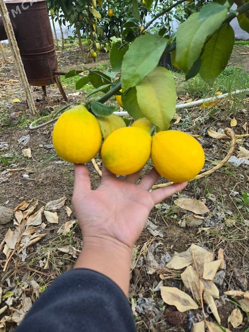 limon nahal - Mary - img 6