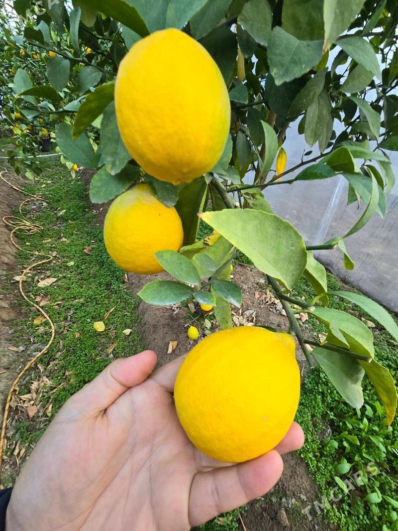 limon nahal - Mary - img 7