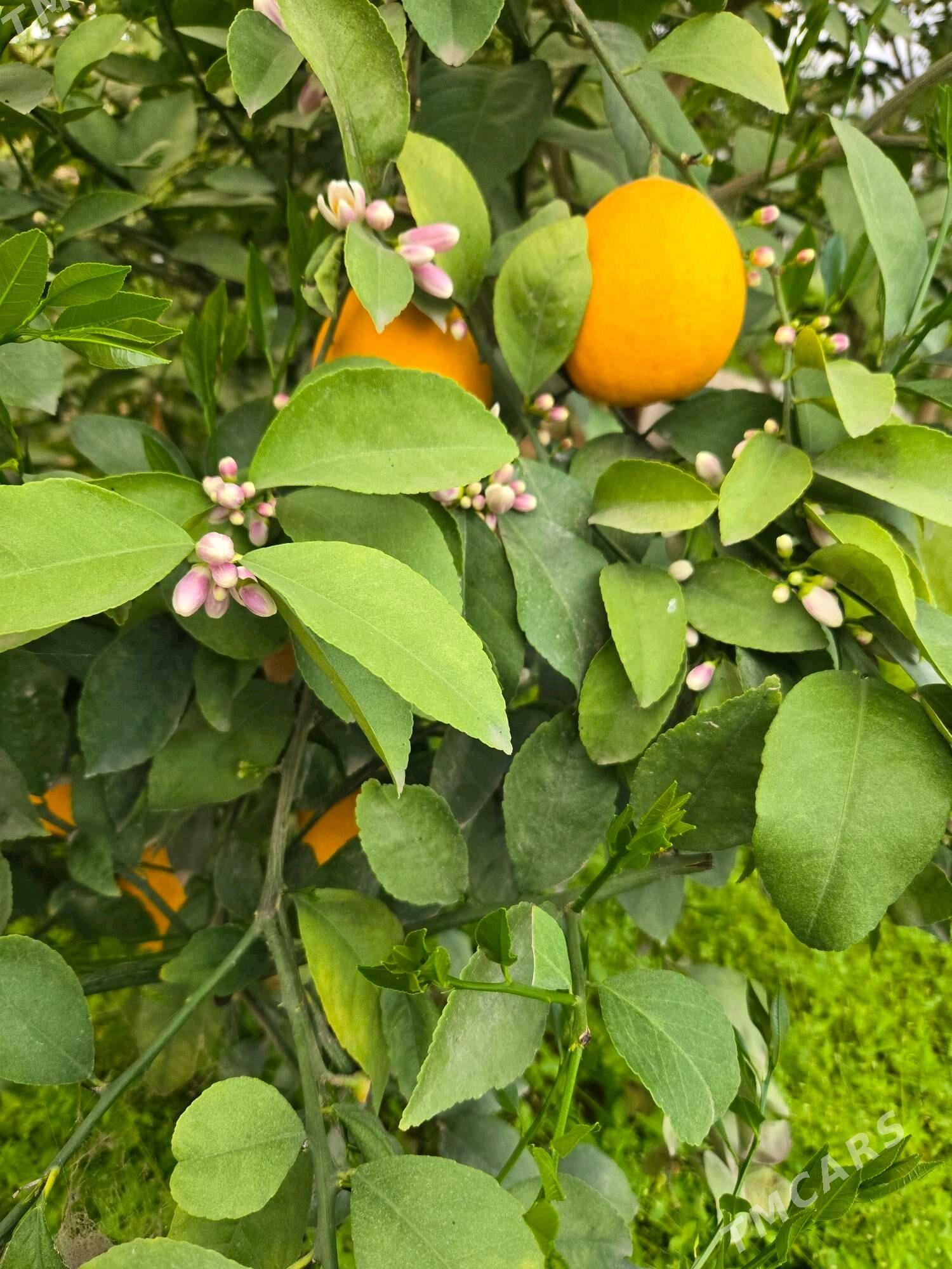 limon nahal - Mary - img 2