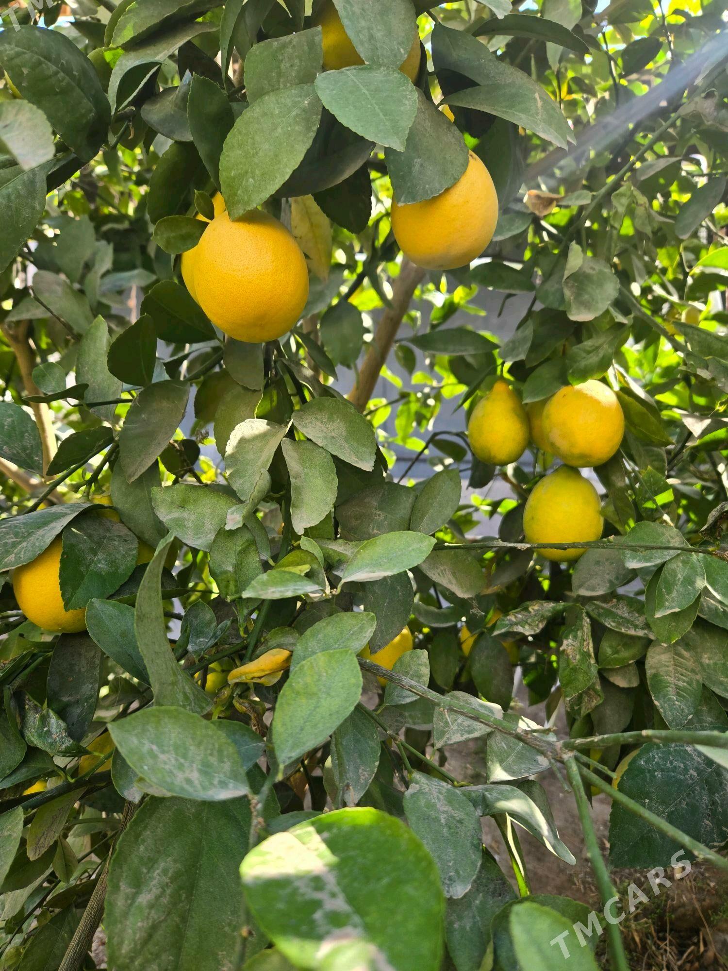 limon nahal - Mary - img 1