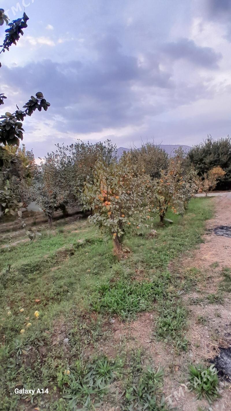 Jay - Гёкдепе - img 3