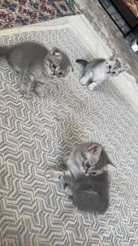 котята шотландец - Aşgabat - img 2