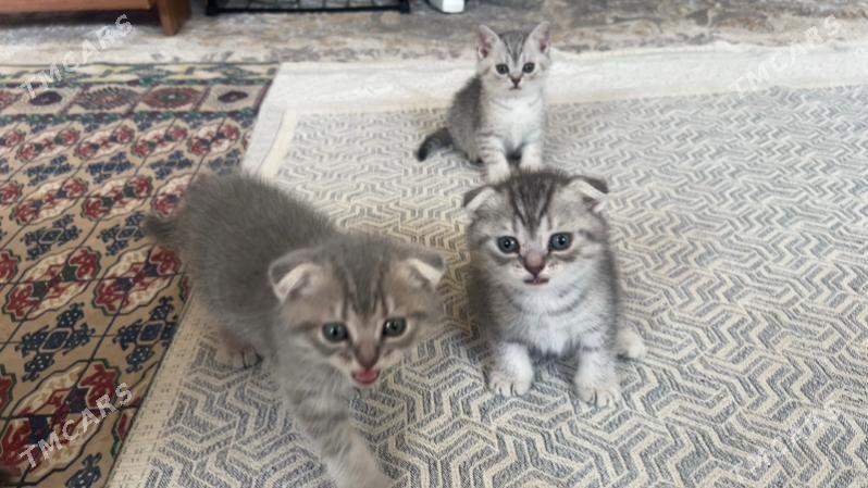 котята шотландец - Aşgabat - img 3