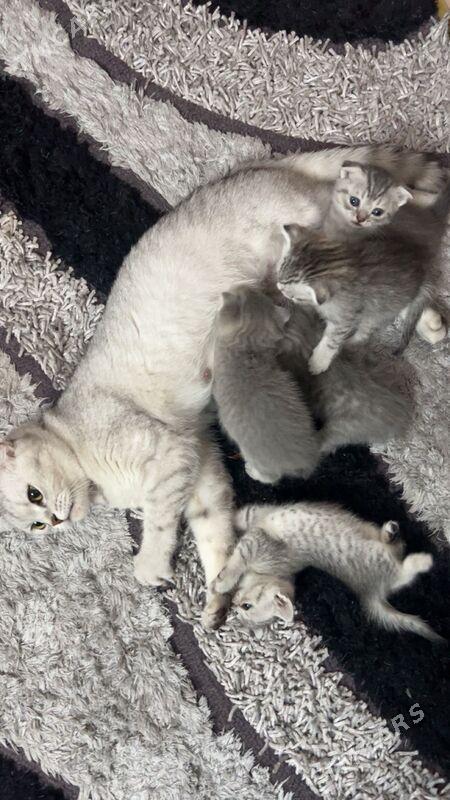 котята шотландец - Aşgabat - img 6