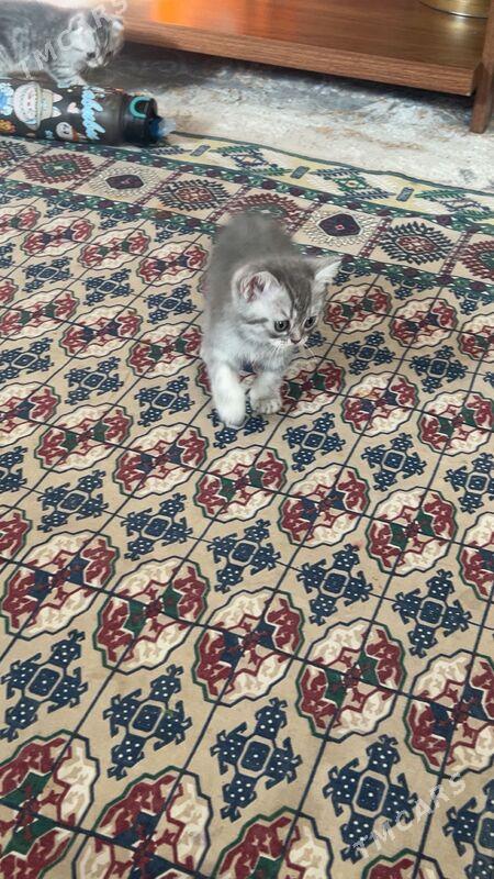 котята шотландец - Aşgabat - img 4