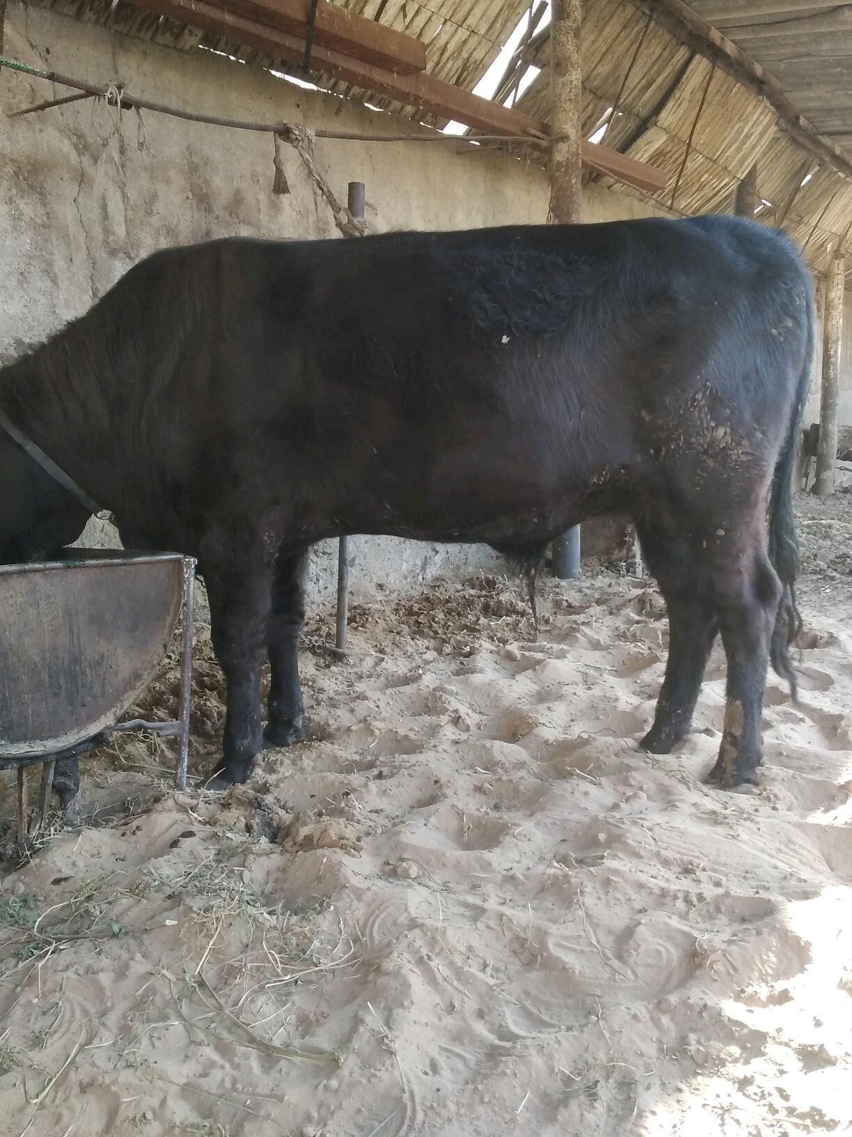 Okuz - Херрикгала - img 4