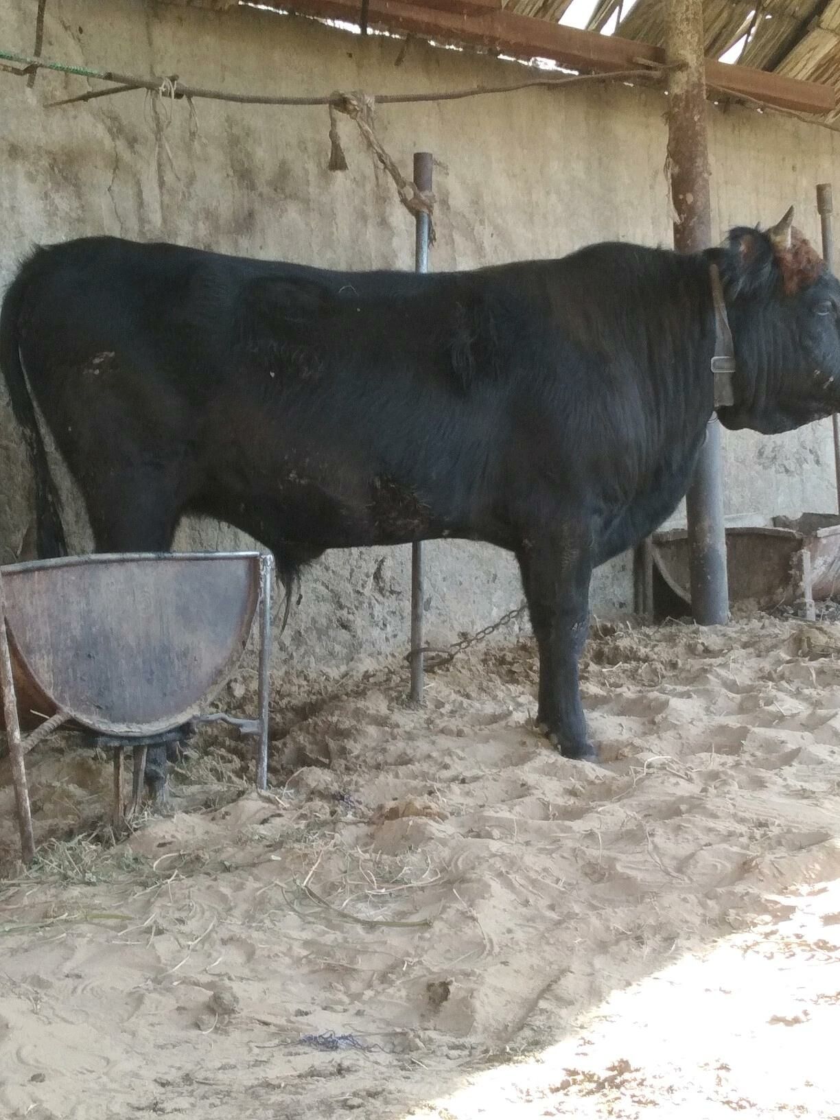 Okuz - Херрикгала - img 5