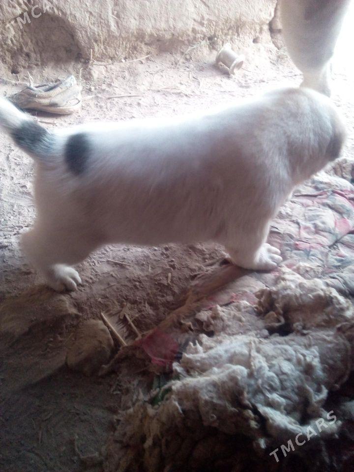 gujuk - Шабатский этрап - img 4