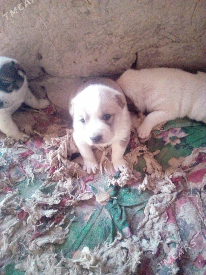 gujuk - Шабатский этрап - img 1