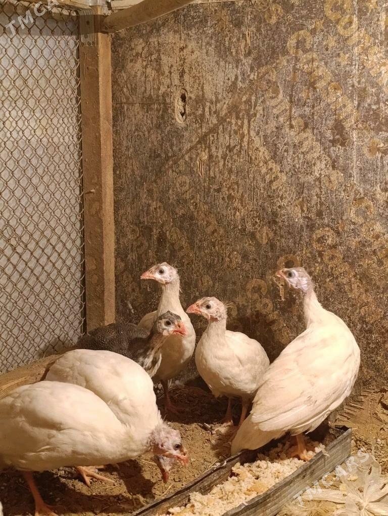 sasarka - Garadamak - img 1