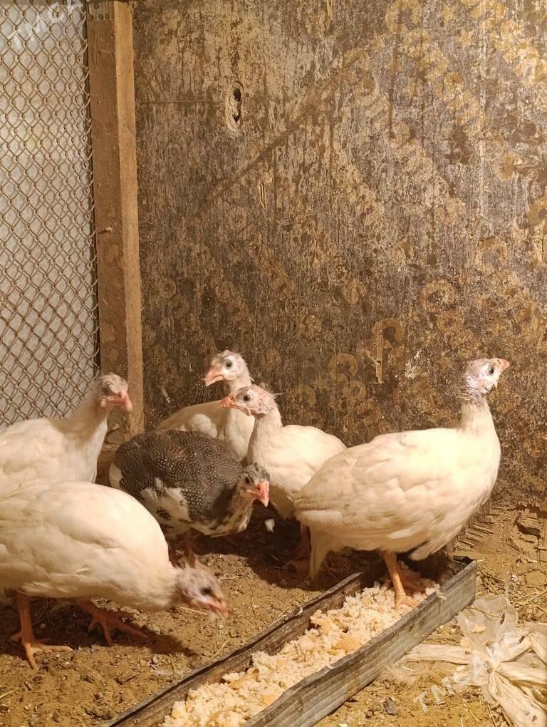 sasarka - Garadamak - img 2