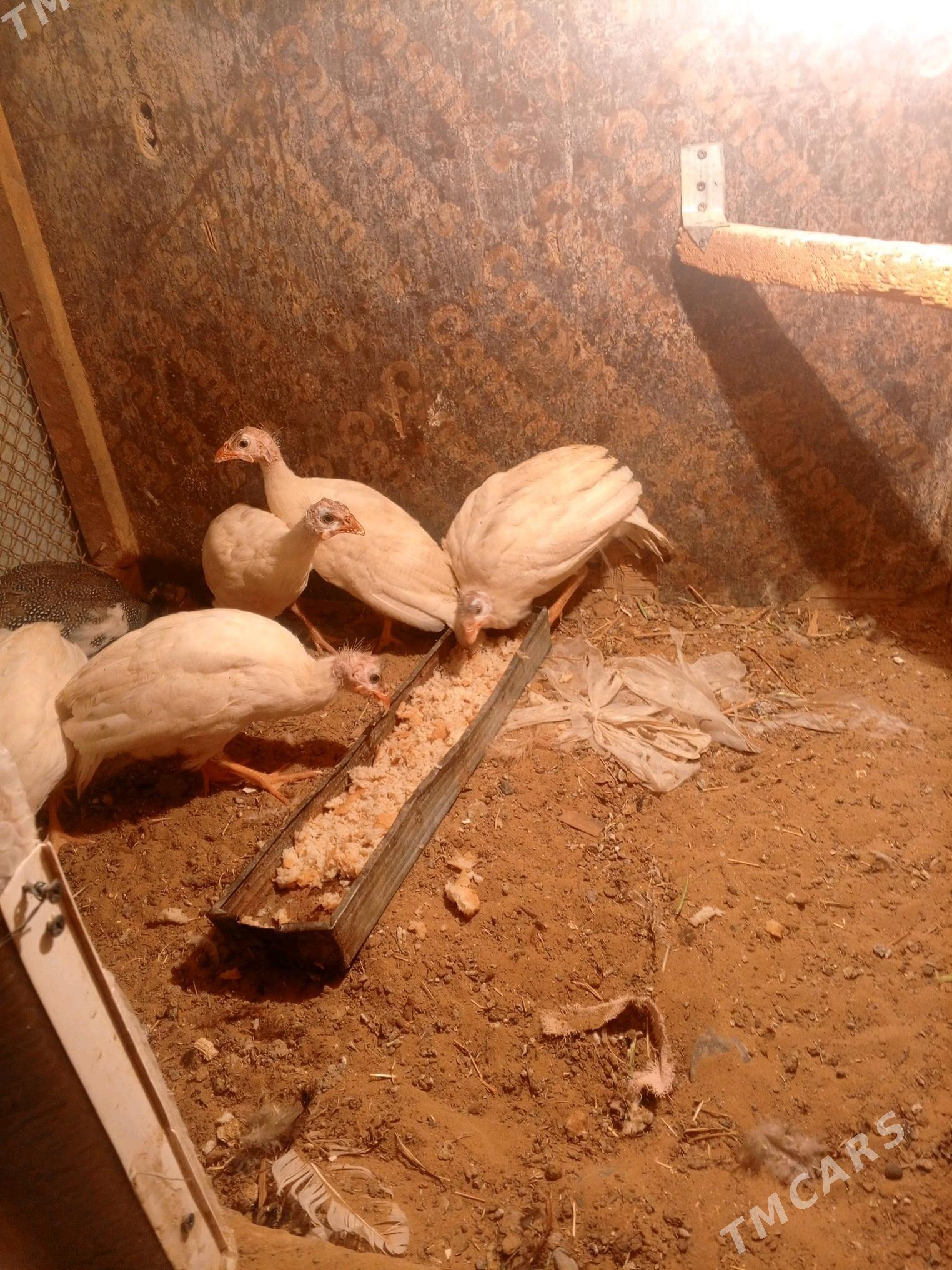 sasarka - Garadamak - img 3