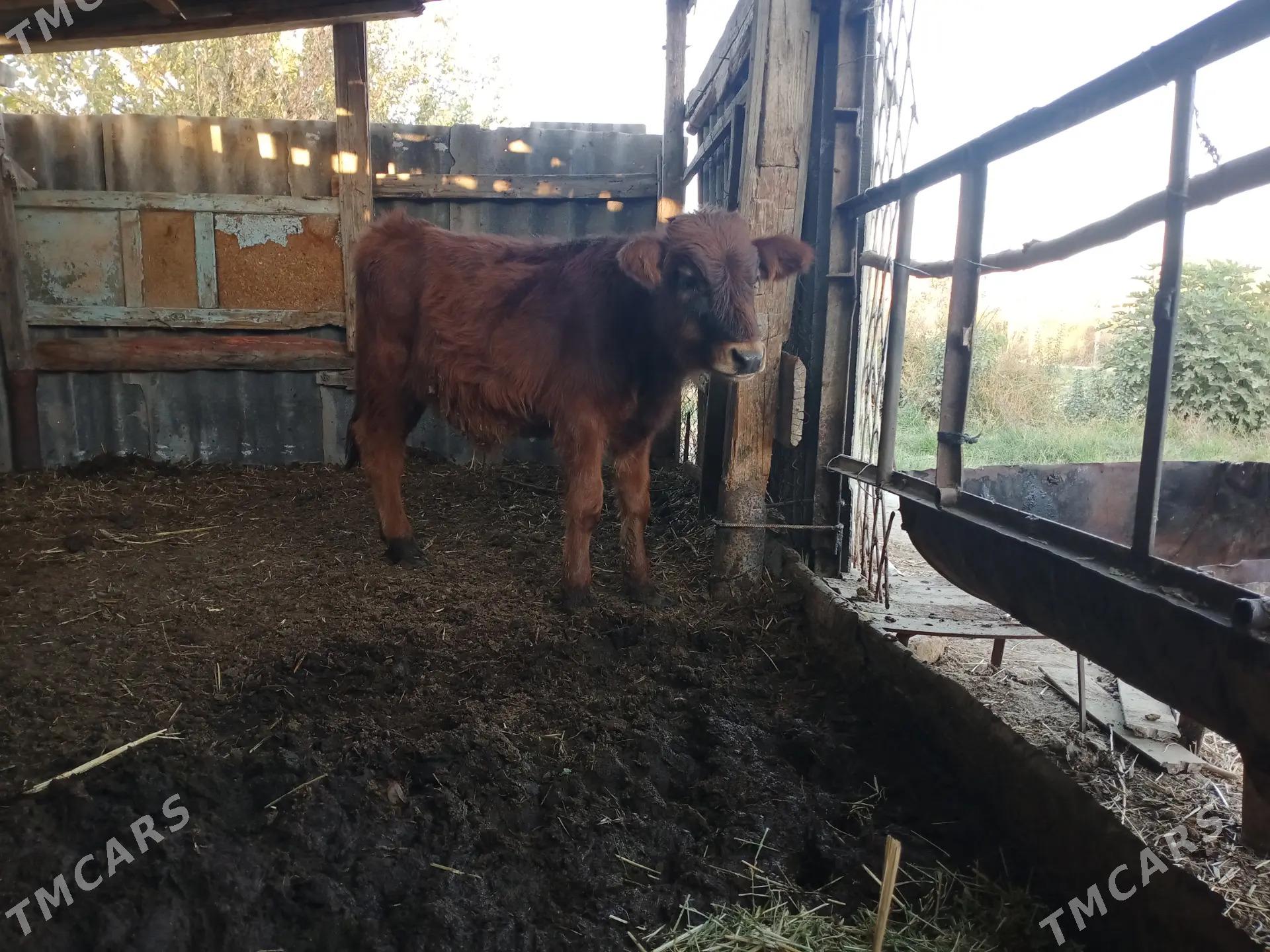 okizce iki sany - Мары - img 2