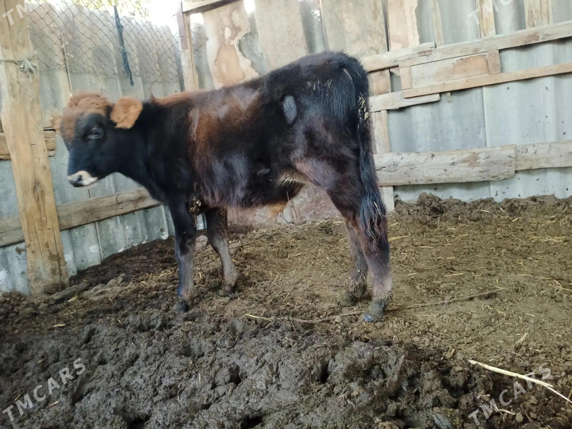 okizce iki sany - Мары - img 3