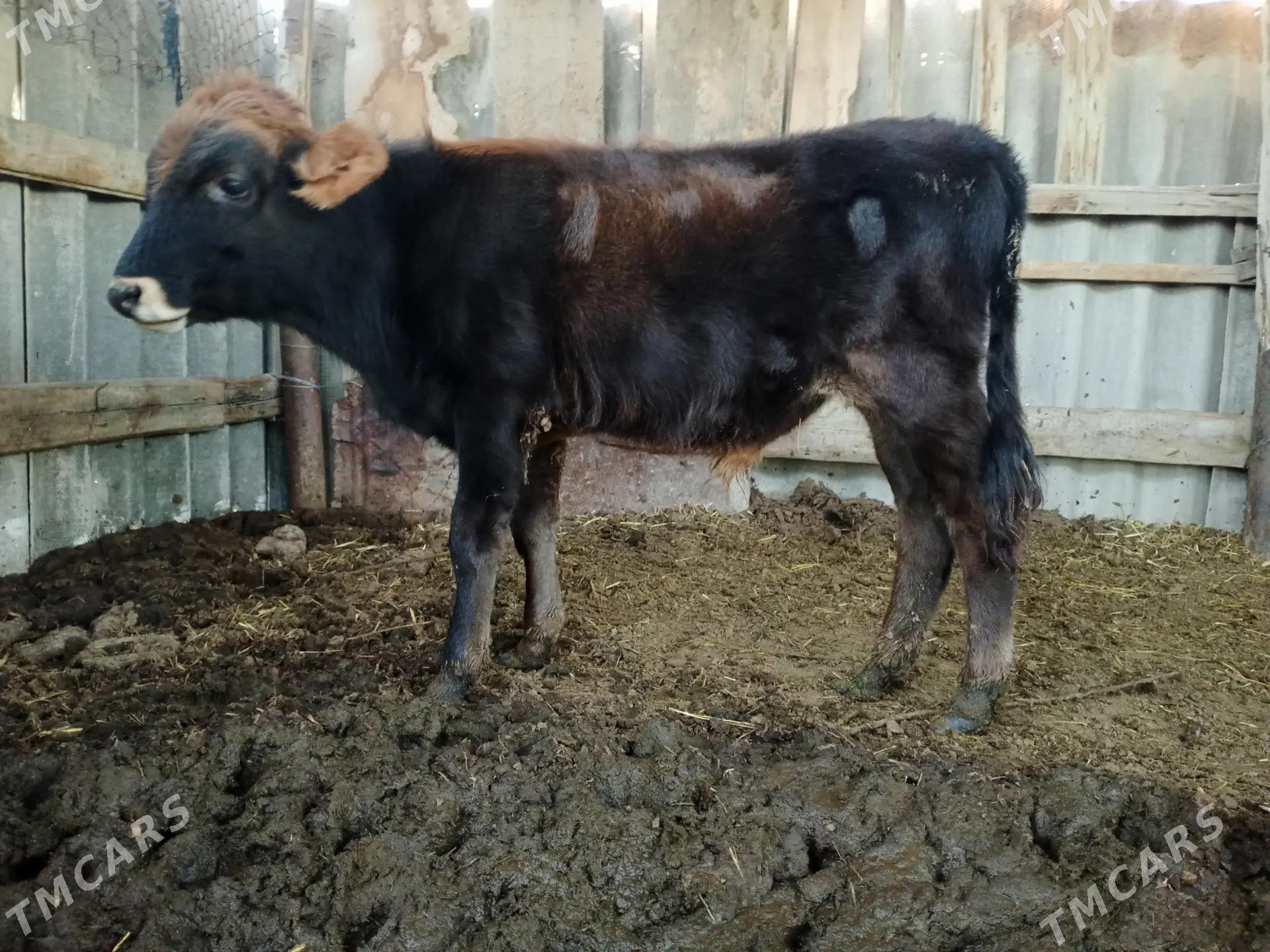 okizce iki sany - Мары - img 1