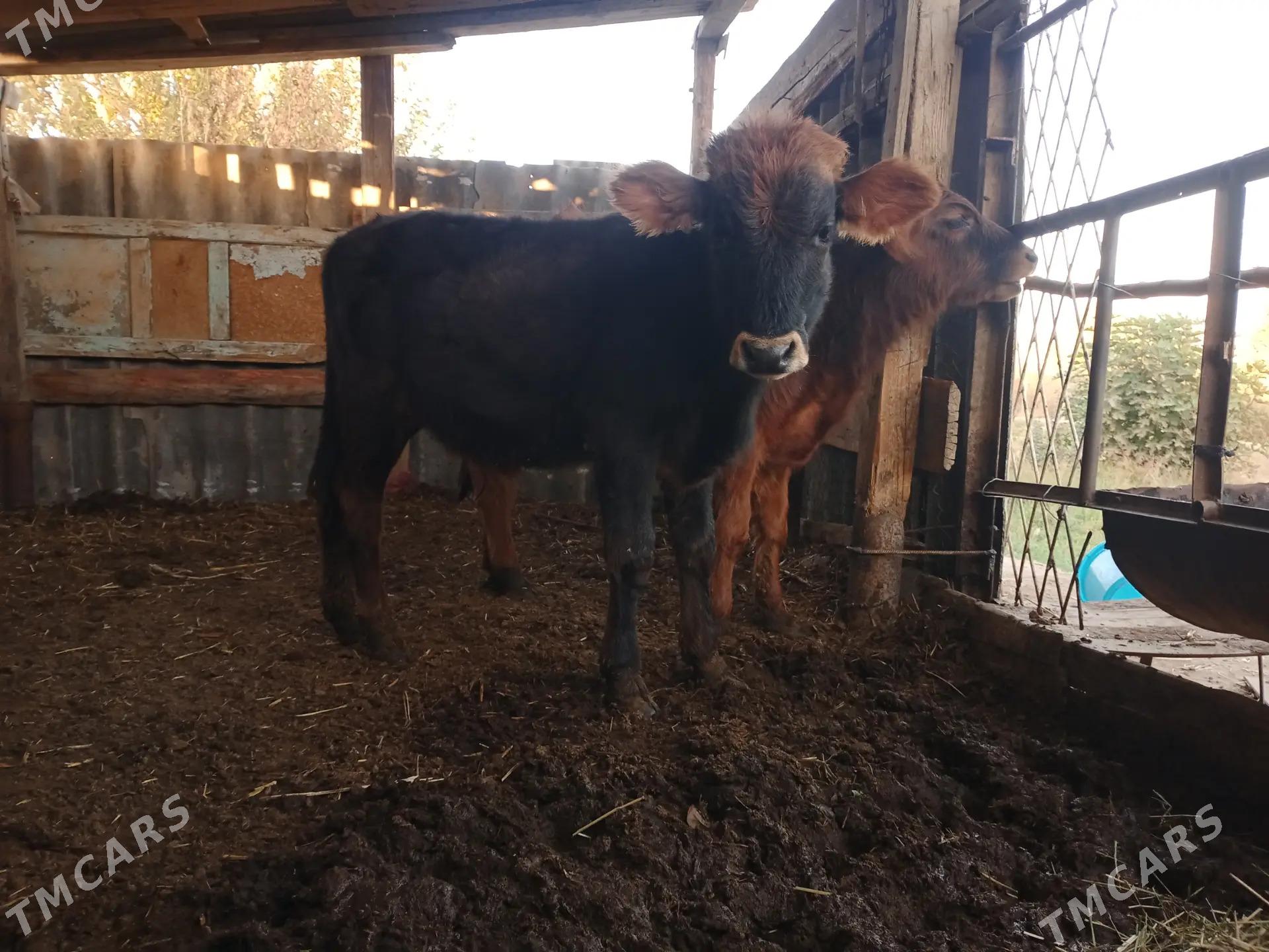 okizce iki sany - Мары - img 5