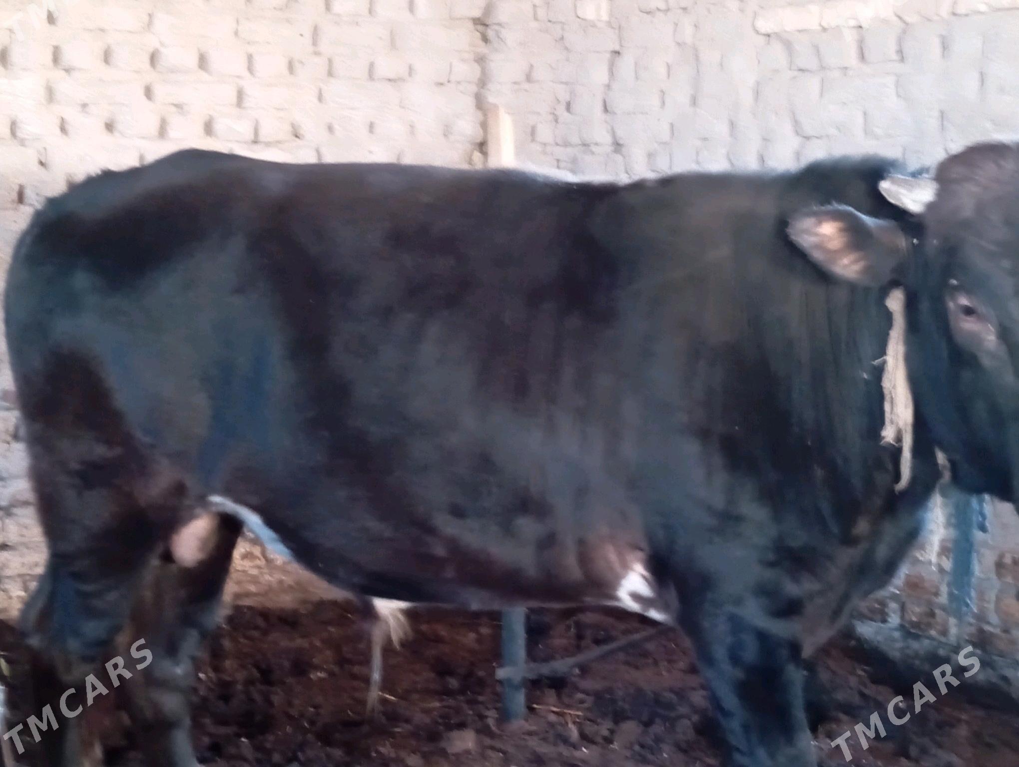 öküz - Мары - img 4