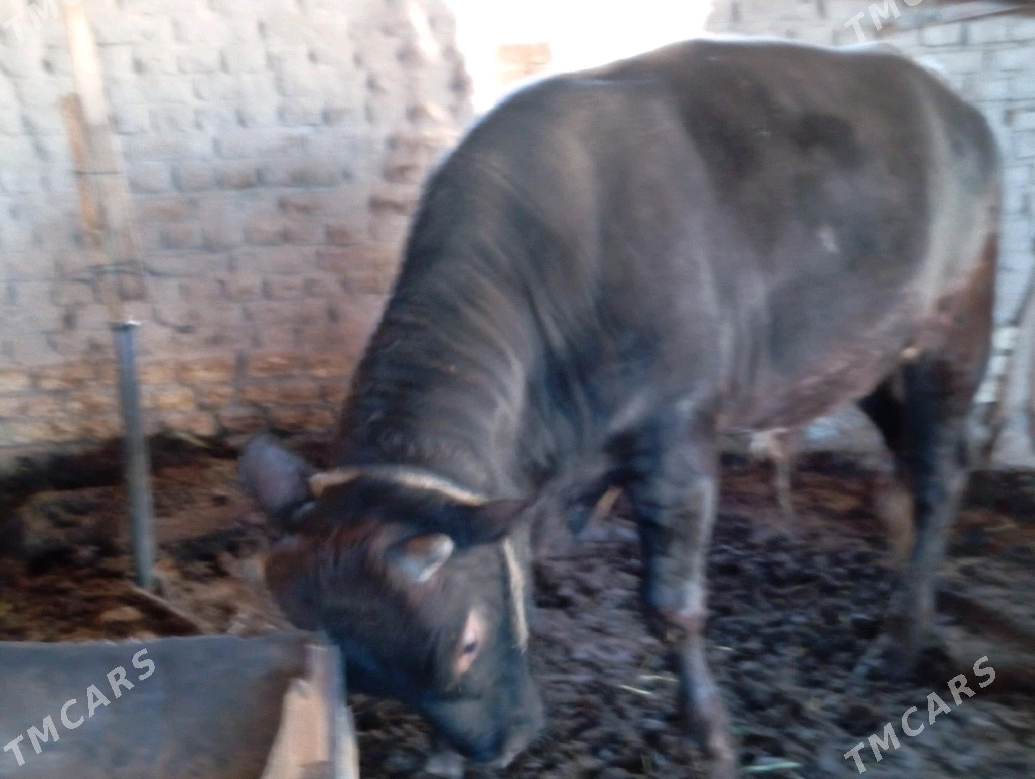 öküz - Мары - img 3