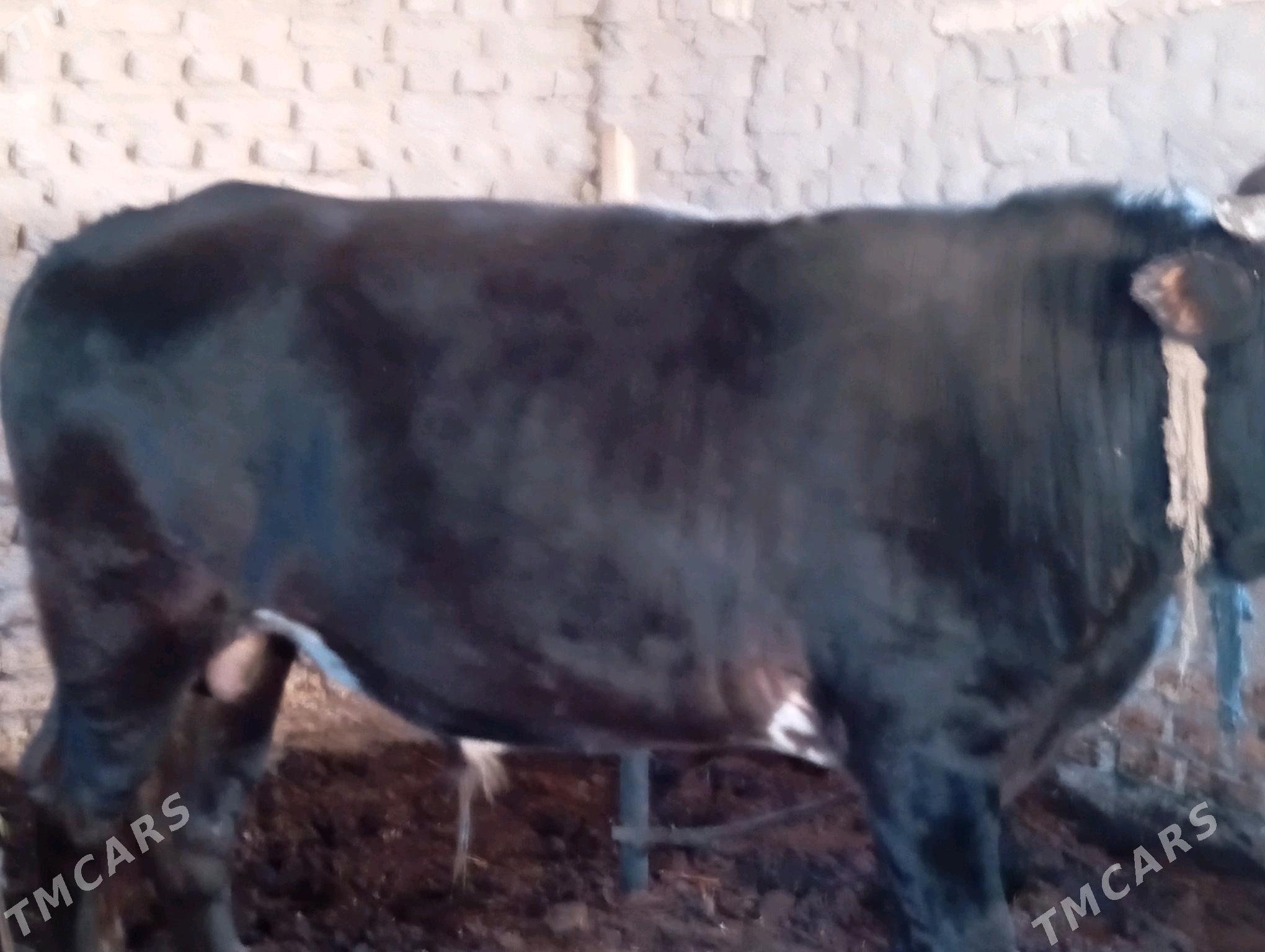 öküz - Мары - img 2