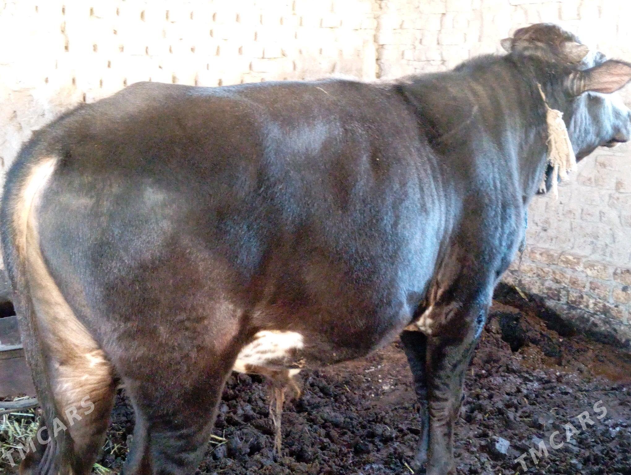 öküz - Мары - img 1