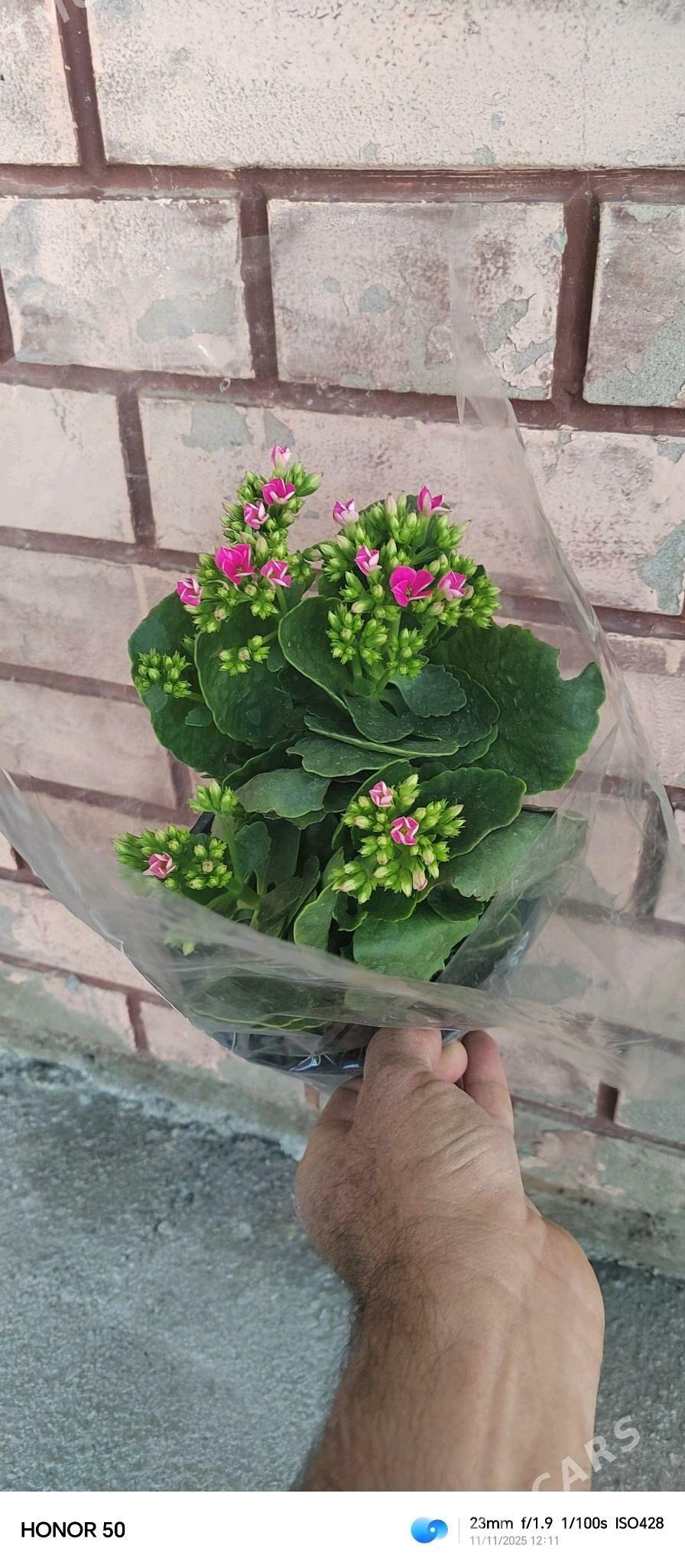 Домашние цветы - Aşgabat - img 2