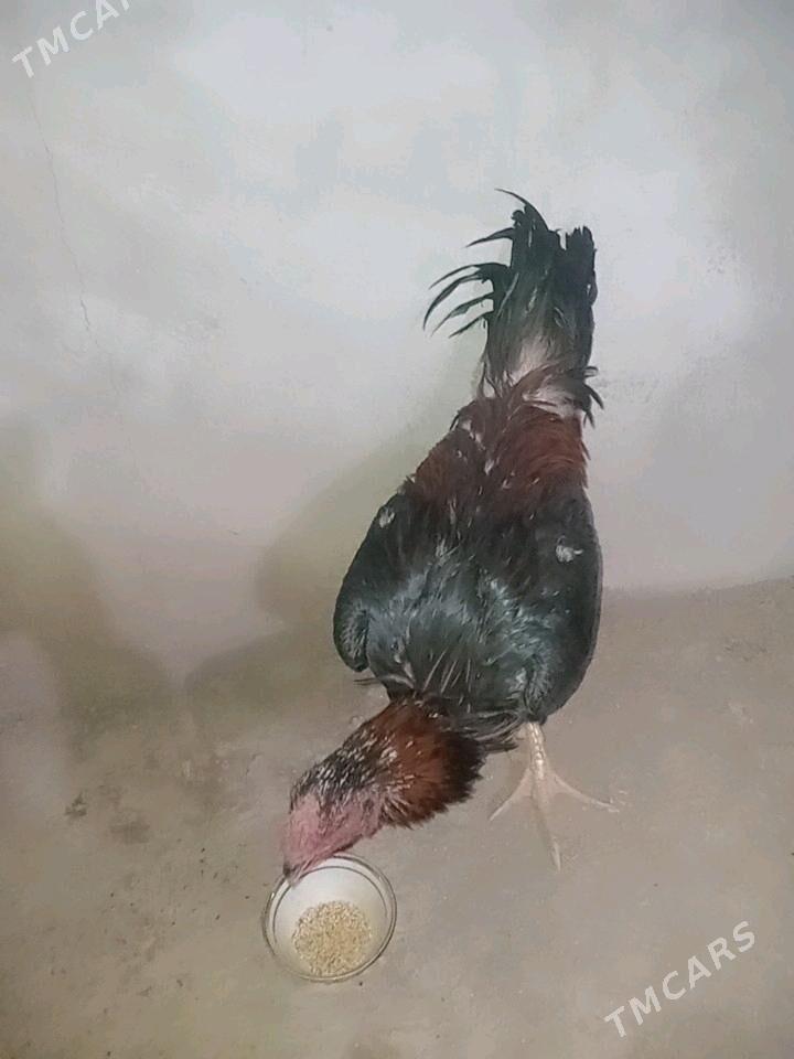 baysow horaz - Farap - img 1