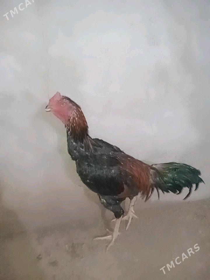 baysow horaz - Farap - img 2