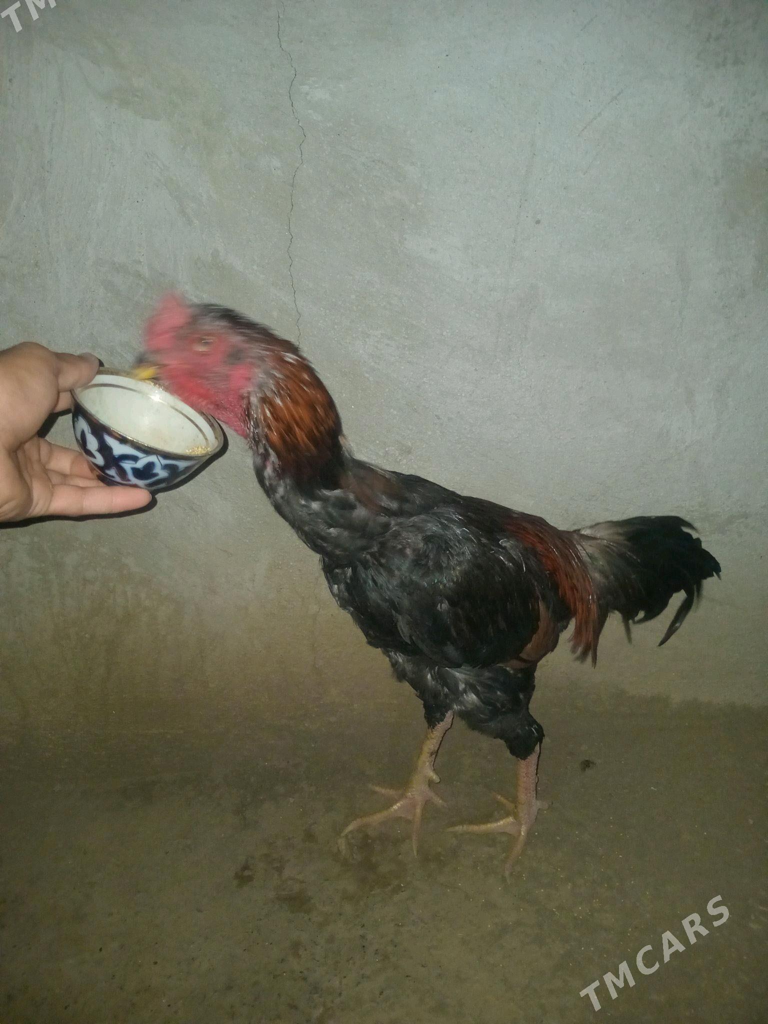 baysow horaz - Farap - img 3