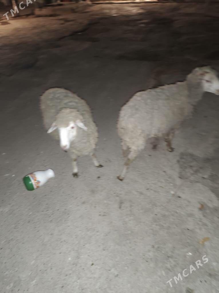 şarlet tohum tüwe - Анев - img 2