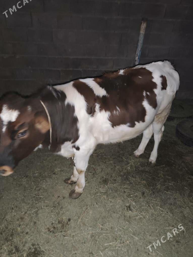 şarlet tohum tüwe - Анев - img 3