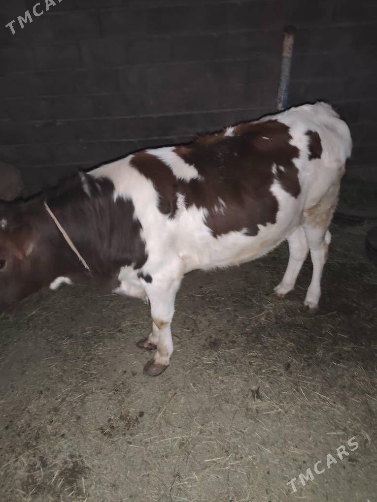 şarlet tohum tüwe - Анев - img 4